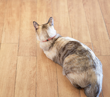 床に寝そべる猫